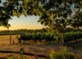 sun setting over a vineyard