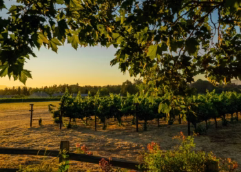 sun setting over a vineyard