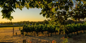 sun setting over a vineyard